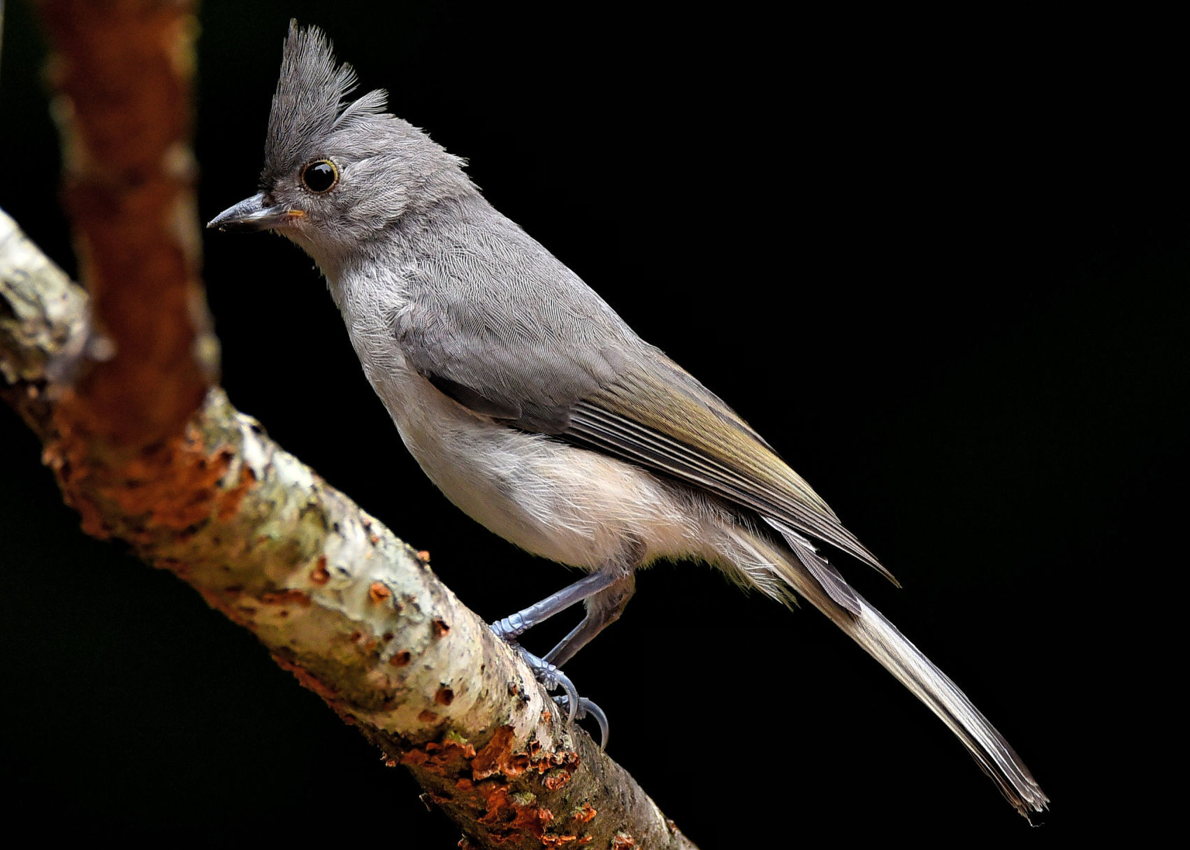 Juvenile tufted titmouse